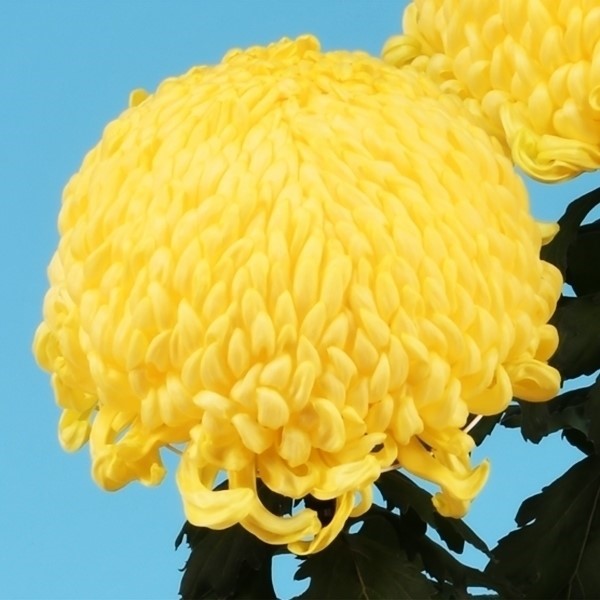 菊苗 大菊 厚物 国華卒寿輝(P) 1芽