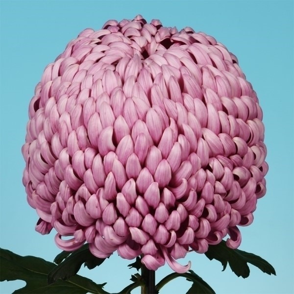 菊苗 大菊 厚物 国華卒寿啓 1芽
