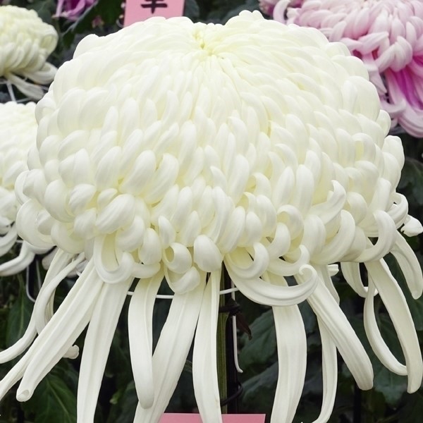 菊苗 大菊 厚物 国華尊格 1芽