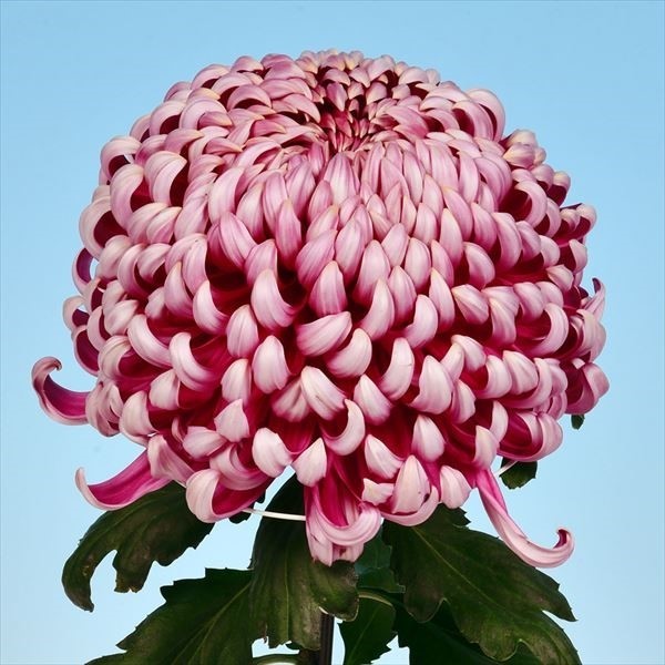 菊苗 大菊 厚物 国華大光 1芽