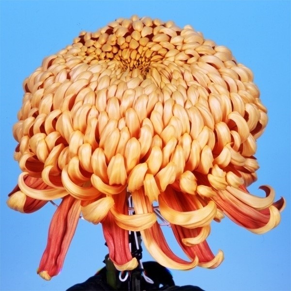 菊苗 大菊 厚物 国華潮海 1芽