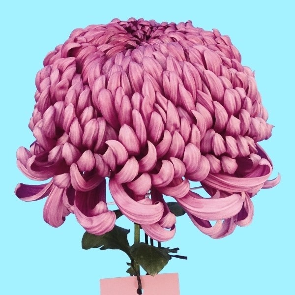 菊苗 大菊 厚物 国華富力 1芽