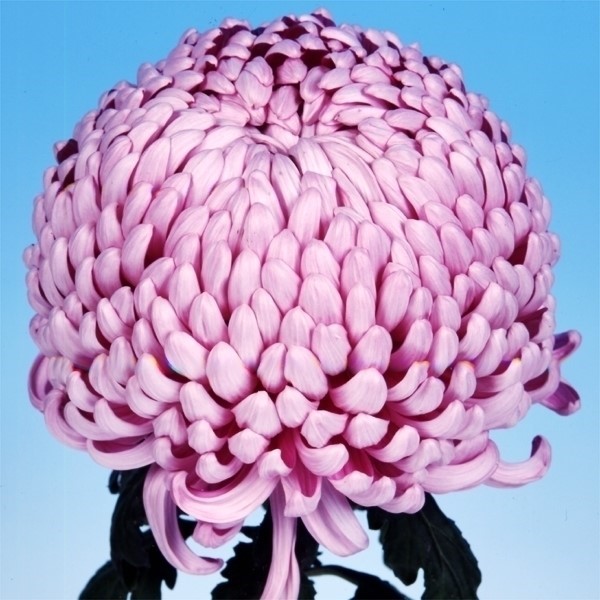 菊苗 大菊 厚物 国華濃姫 1芽