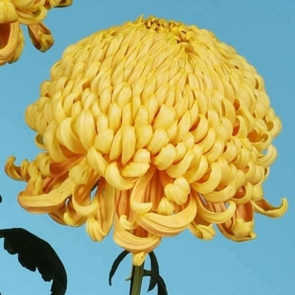 菊苗 大菊 厚物 国華の滴 1芽