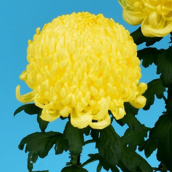 菊苗 大菊 厚物 国華の猛 1芽 / 2024年発表花