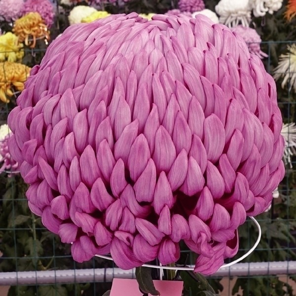 菊苗 大菊 厚物 国華火祭 1芽