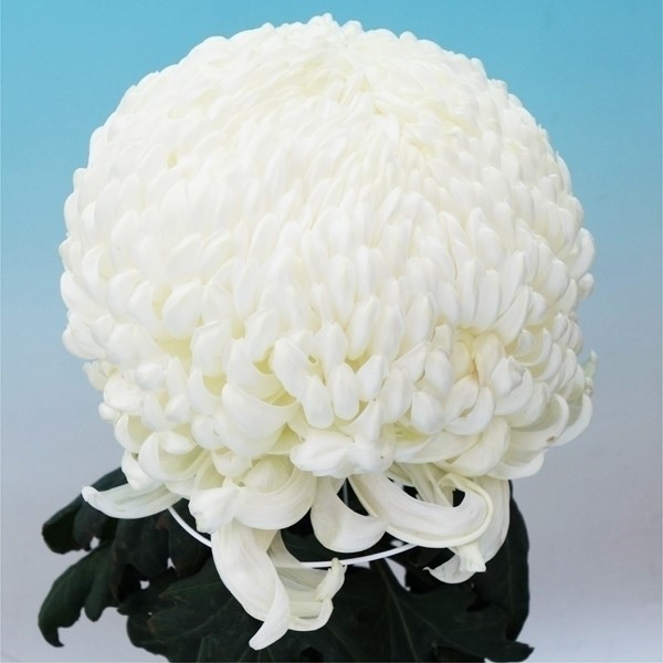 菊苗 大菊 厚物 国華冬化粧 1芽