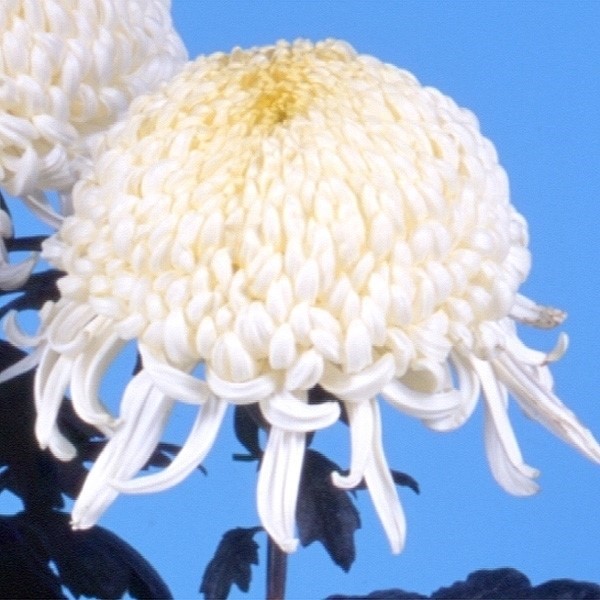 菊苗 大菊 厚物 国華冬舞台 1芽