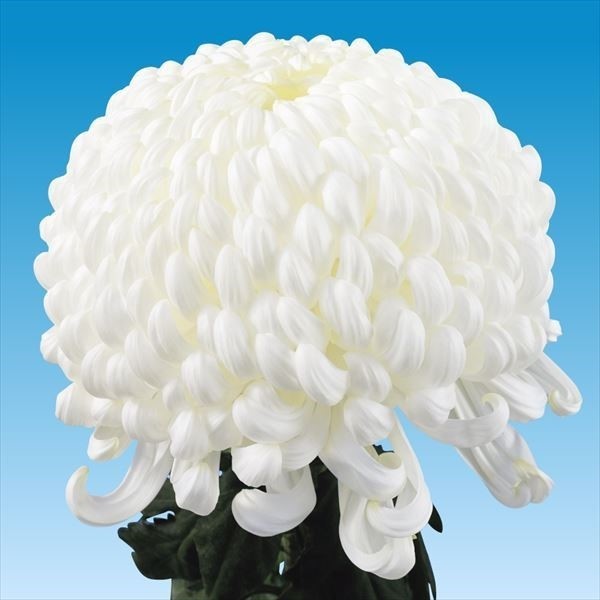 菊苗 大菊 厚物 国華宝器 1芽