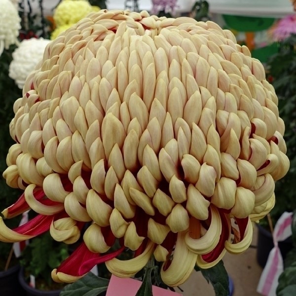 菊苗 大菊 厚物 国華穂俵 1芽