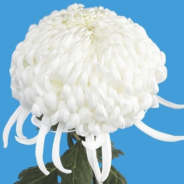 菊苗 大菊 厚物 国華益荒男 1芽