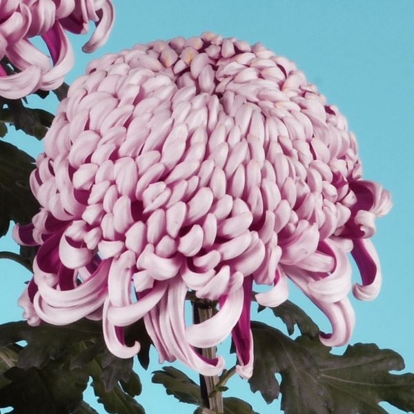 菊苗 大菊 厚物 国華吉野桜 1芽