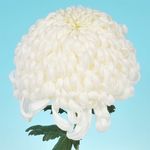 菊苗 大菊 厚物 国華理想郷 1芽
