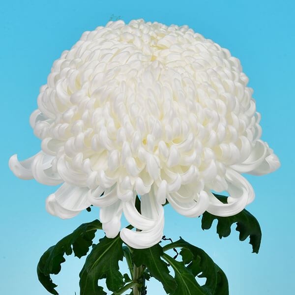 菊苗 大菊 厚物 国華梁山泊 1芽 / 2024年発表花