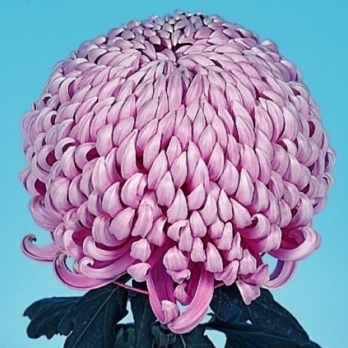 菊苗 大菊 厚物 兼六香菊 1芽