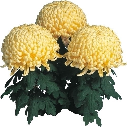 菊苗 大菊 厚物 兼六黄菊 1芽