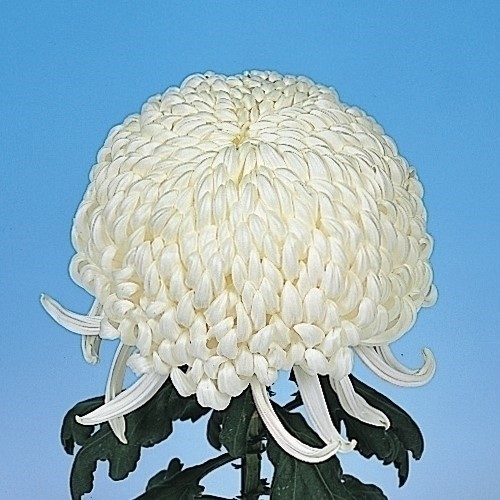 菊苗 大菊 厚物 兼六白菊 1芽