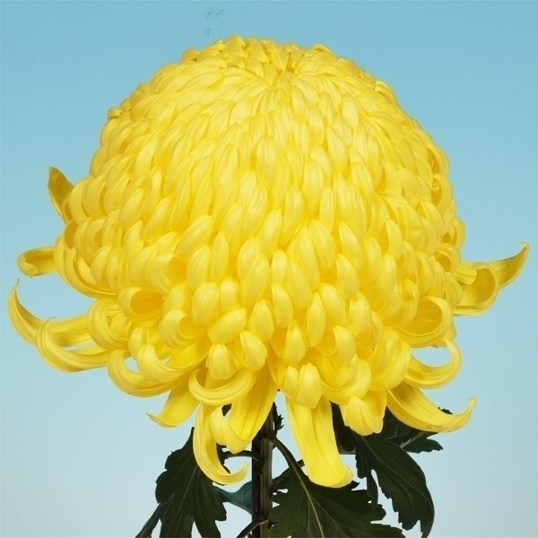 菊苗 大菊 厚物 精興右近 1芽