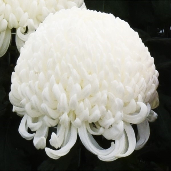 菊苗 大菊 厚物 精興公爵 1芽