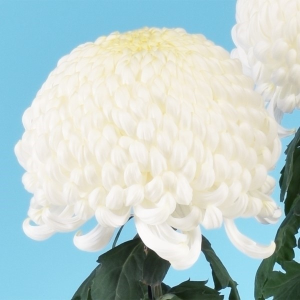菊苗 大菊 厚物 太平の銀峰 1芽