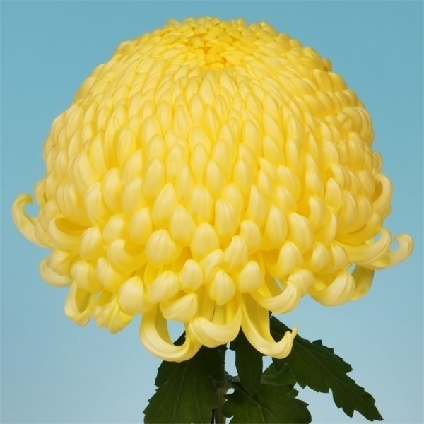 菊苗 大菊 厚物 新太平の銀峰 1芽