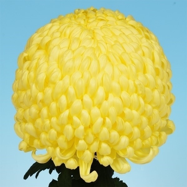 菊苗 大菊 厚物 富士の輝 1芽