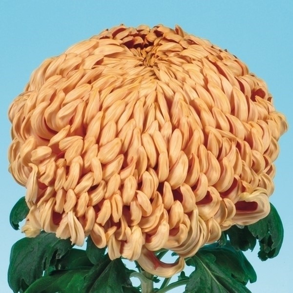 菊苗 大菊 厚物 太平の紅葉 1芽