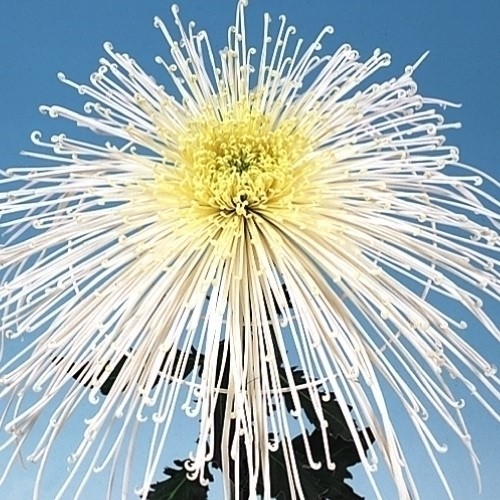 菊苗 大菊 管物 岸の白六歌 1芽