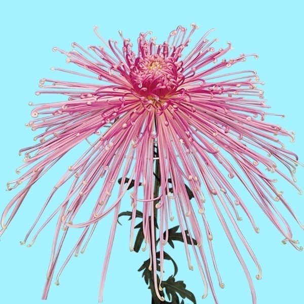菊苗 大菊 管物 泉郷一献 1芽