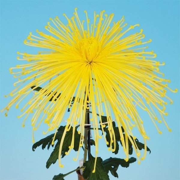 菊苗 大菊 管物 泉郷糸花 1芽