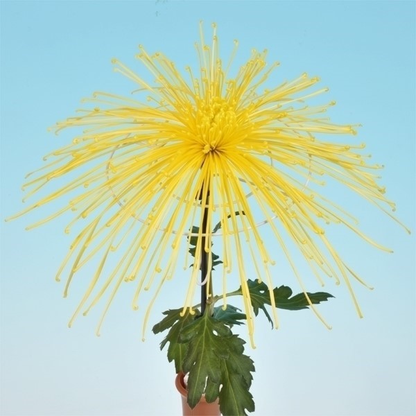 菊苗 大菊 管物 泉郷金糸 1芽