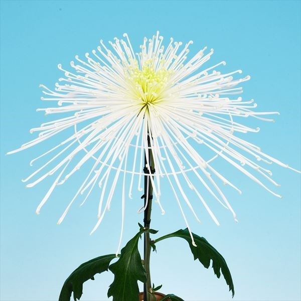 菊苗 大菊 管物 泉郷七星剣 1芽
