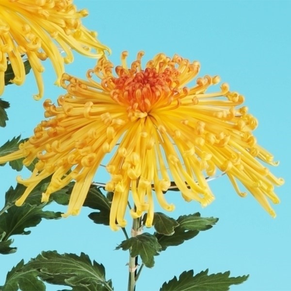 菊苗 大菊 管物 泉郷女傑 1芽