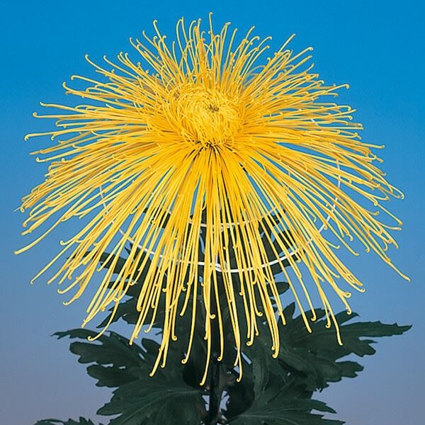 菊苗 大菊 管物 泉郷鈴の音 1芽