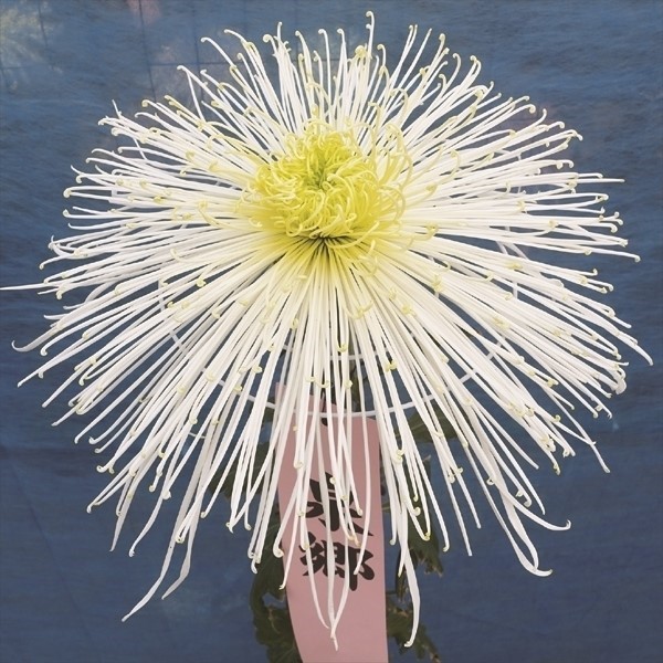 菊苗 大菊 管物 泉郷千曲川 1芽