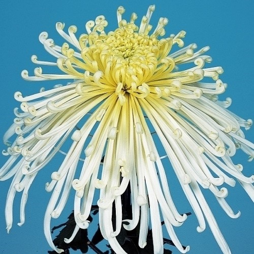 菊苗 大菊 管物 泉郷八十波 1芽