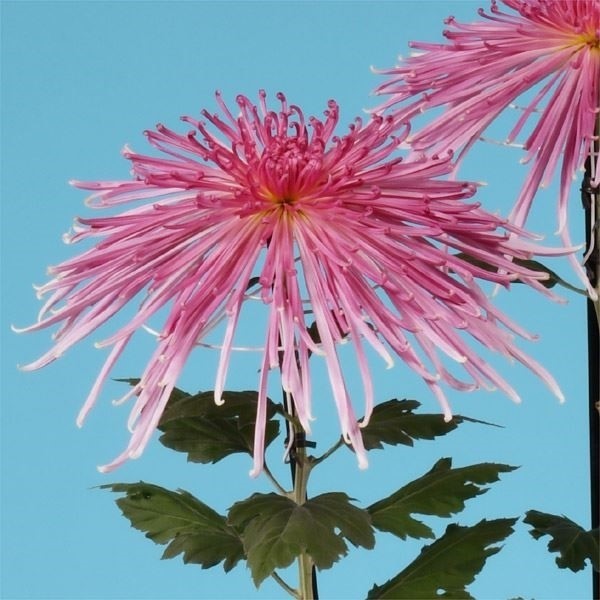 菊苗 大菊 管物 泉郷美術 1芽
