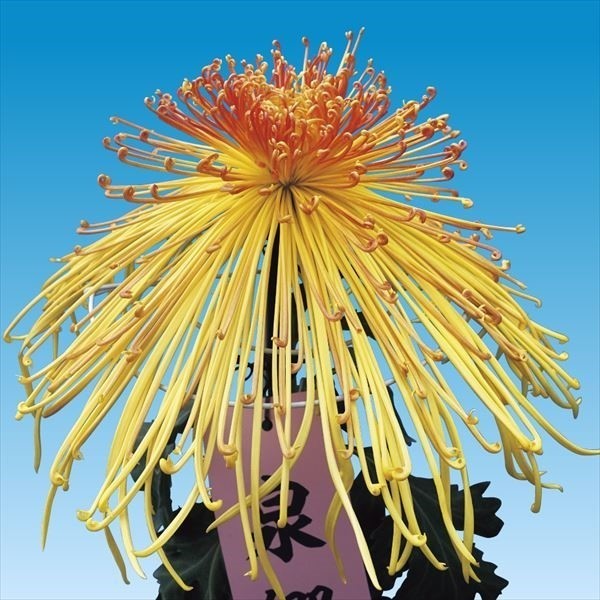 菊苗 大菊 管物 泉郷美郷 1芽