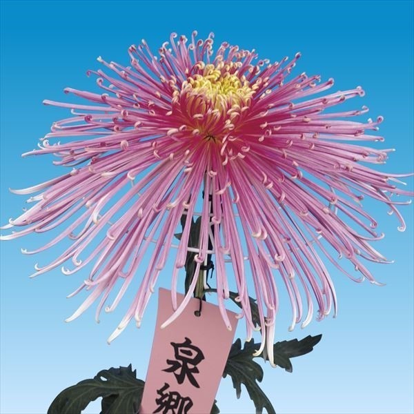 菊苗 大菊 管物 泉郷夢灯り 1芽