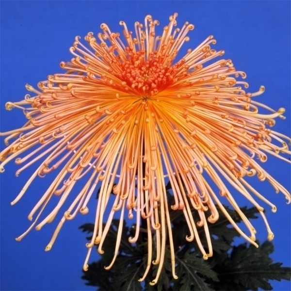 菊苗 大菊 管物 国華瀬音 1芽