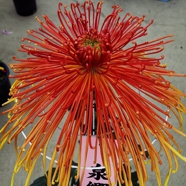 菊苗 大菊 管物 泉郷草矢 1芽