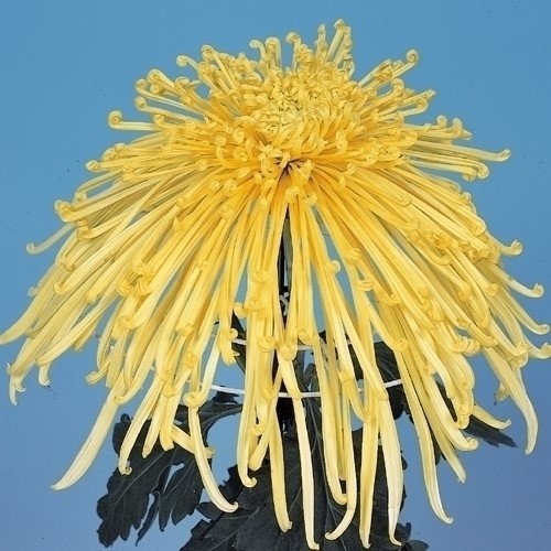 菊苗 大菊 管物 泉郷甲矢 1芽