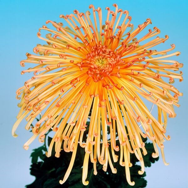 菊苗 大菊 管物 泉郷八十柳 1芽