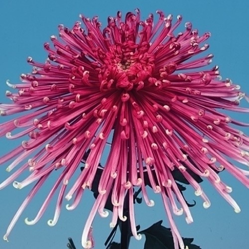 菊苗 大菊 管物 泉郷紅姿 1芽