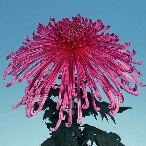 菊苗 大菊 管物 泉郷情熱 1芽