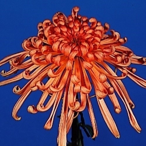 菊苗 大菊 管物 国華慕情 1芽