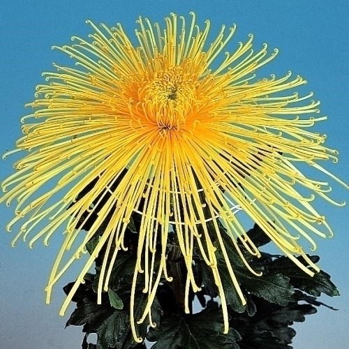 菊苗 大菊 管物 泉郷富水 1芽