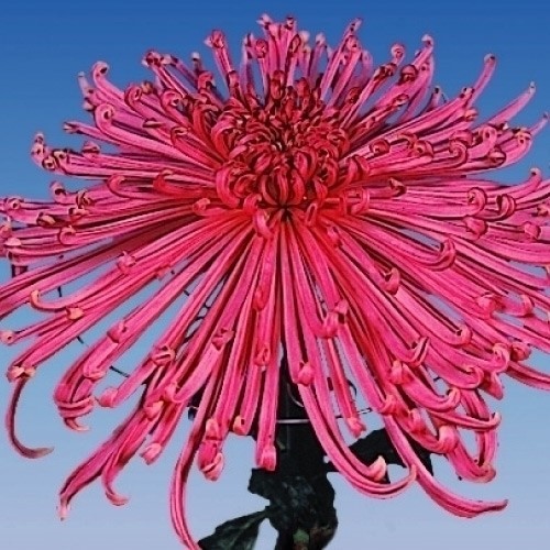 菊苗 大菊 管物 国華赤竜 1芽