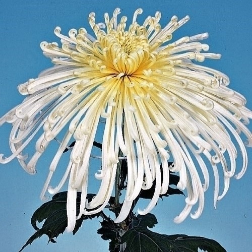 菊苗 大菊 管物 泉郷白情熱 1芽