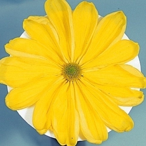 菊苗 大菊 一文字 岸の天守閣 1芽